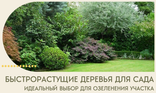 Быстрорастущие деревья для сада идеальный выбор в Ростове