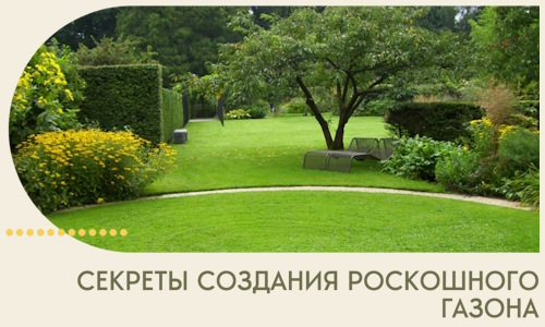 Секреты создания роскошного газона в Ростове